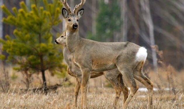 Большая научная экспедиция, инициированная «Норникелем», озвучила первые оптимистические результаты